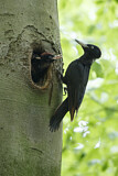 Image. Black Woodpecker