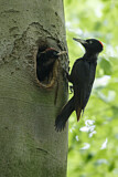 Image. Black Woodpecker
