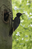 Image. Black Woodpecker