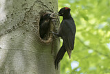 Image. Black Woodpecker