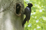 Image. Black Woodpecker