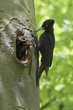 Image. Black Woodpecker