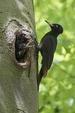 Image. Black Woodpecker