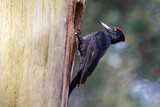 Image. Black Woodpecker