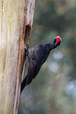 Image. Black Woodpecker