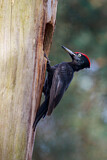 Image. Black Woodpecker