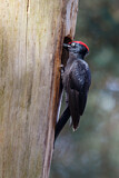 Image. Black Woodpecker