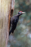 Image. Black Woodpecker