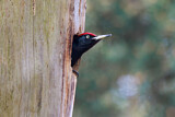 Image. Black Woodpecker