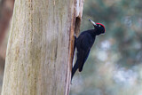 Image. Black Woodpecker