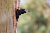 Image. Black Woodpecker