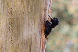 Image. Black Woodpecker