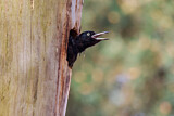 Image. Black Woodpecker