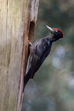 Image. Black Woodpecker