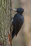 Image. Black Woodpecker
