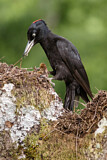 Image. Black Woodpecker