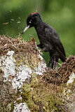 Image. Black Woodpecker