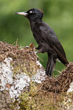 Image. Black Woodpecker