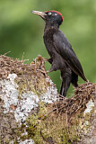 Image. Black Woodpecker