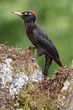 Image. Black Woodpecker