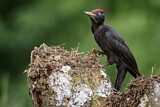 Image. Black Woodpecker