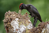 Image. Black Woodpecker