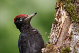 Image. Black Woodpecker