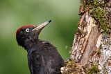Image. Black Woodpecker