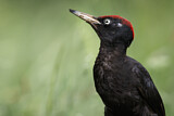 Image. Black Woodpecker