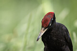 Image. Black Woodpecker