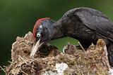 Image. Black Woodpecker