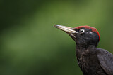 Image. Black Woodpecker