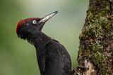 Image. Black Woodpecker