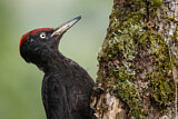 Image. Black Woodpecker