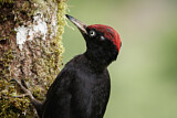Image. Black Woodpecker