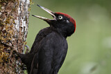Image. Black Woodpecker