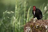 Image. Black Woodpecker