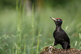 Image. Black Woodpecker