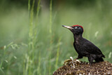 Image. Black Woodpecker