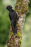 Image. Black Woodpecker