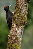 Image. Black Woodpecker