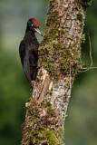 Image. Black Woodpecker