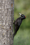 Image. Black Woodpecker