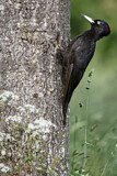 Image. Black Woodpecker