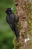 Image. Black Woodpecker