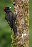 Image. Black Woodpecker