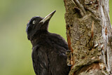 Image. Black Woodpecker
