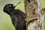 Image. Black Woodpecker