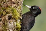 Image. Black Woodpecker