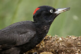 Image. Black Woodpecker